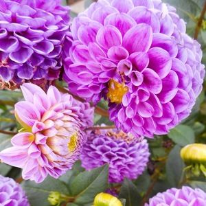 Meet your Posher, Kara